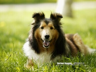 Sheltie Dog Wallpaper No Desktop Wallcoo Net