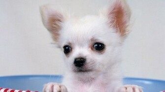 Dog Wallpaper