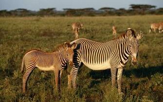 Zebra Wallpaper HD