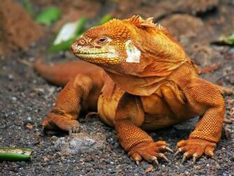 Widescreen HD Wallpaper Animals Komodo Dragon High