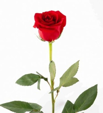 Single Rose Red Image Crazy Gallery