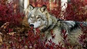 Wolf Desktop Pc And Mac Wallpaper
