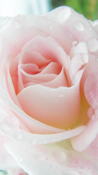 Pink Rose iPhone Wallpaper