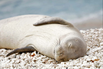 Monk Seal Wallpaper