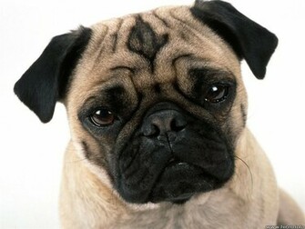 Pug Dog Wallpaper