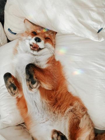 Mountainlu Foxytailslut