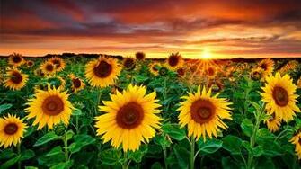 Beautiful Sun Flowers Desktop Pc And Mac Wallpaper