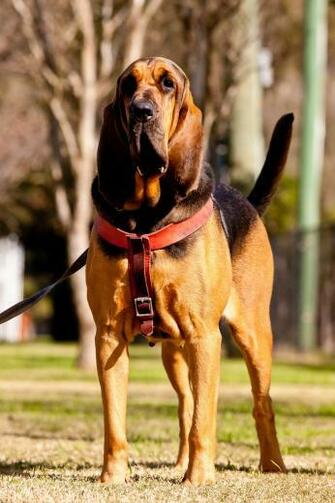 Bloodhound HD Wallpaper To For Your Mobile Computer And