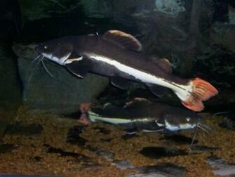 Red Tail Catfish Graphics Code Comments Pictures