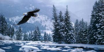 Bald Eagle 4k Ultra HD Wallpaper By Daniel Smith
