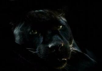White Panther Wallpaper Black