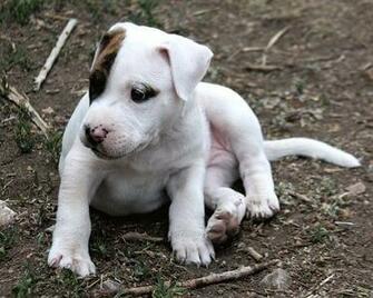 Pitbull Terrier Wallpaper Baby Pitbulls