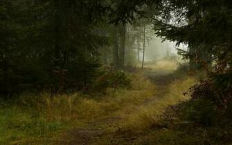 Deep Forest Path Wallpaper Stock Photos