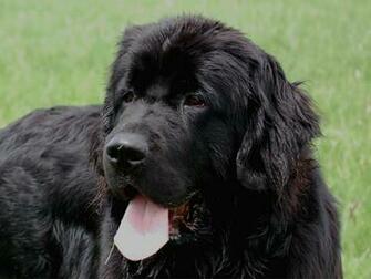 Desktop Newfoundland Dog Wallpaper Dowload 3d HD Picture Design