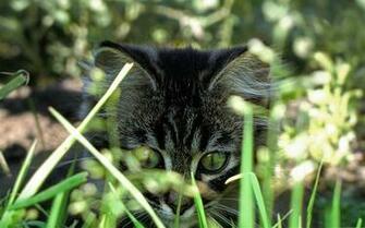 Kitty In Grass Life Of The Cat Desktop Wallpaper