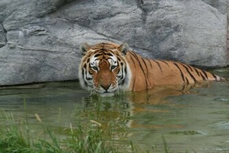 Siberian Tiger Wallpaper Animal Lovers