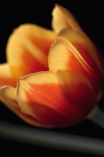 iPhone Animated Screensavers Wallpaper