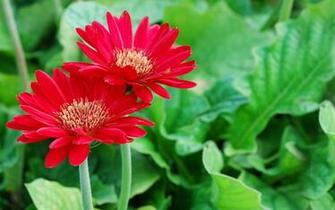 Two Bright Flower Wallpaper And Image Pictures Photos