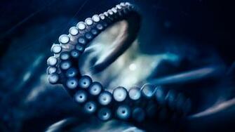 Octopus Computer Wallpaper Desktop Background Id