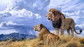 Lions HD Wallpaper Background Image