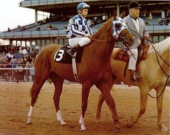 Secretariat Wallpaper Related Keywords Suggestions