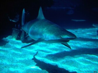 Ocean Life Wallpaper Beaches Rivers Oceans Photography Desktop