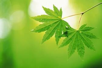 Green Image Leaves HD Wallpaper And Background