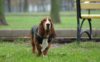 Dog Desktop Wallpaper By Sherwood Hardman Dogs