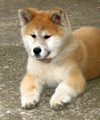 Nice Akita Inu At Rest Photo And Wallpaper Beautiful