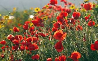 Field Of Poppies Wallpaper