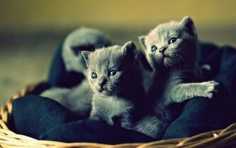 Lovable Blue Russian Kittens Desktop Pc And Mac