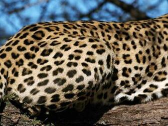 Leopard Skin Desktop Wallpaper Pictures Photos