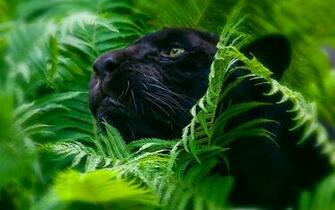 Black Panther Wallpaper