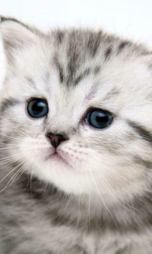 Dank U Voor Het Bekijken Van Mijn Kitten Live Wallpaper