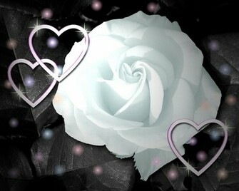 White Rose Flower Wallpaper Valentine Day