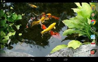 Koi Fish Live Wallpaper Android