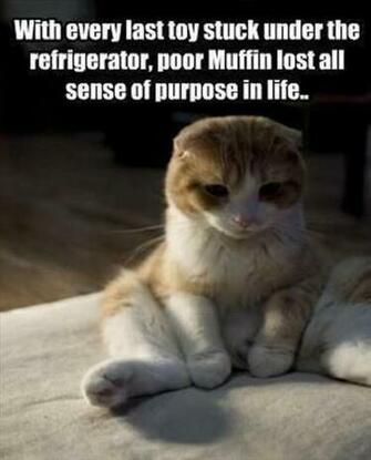 Funny Animal Captions Part Pics I Love