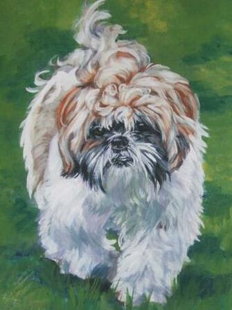 Drawn Shih Tzu Pic HD Wallpaper Res