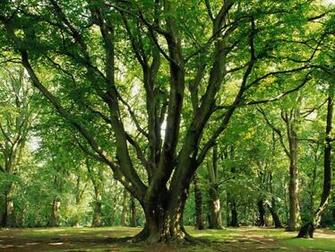Water And I Urge You To Take The Tree Council S Advice On Care