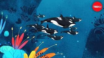 Darren Croft Inside The Killer Whale Matriarchy Ted Talk