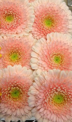 Gerbera Bolero Bonbon Schreurs Flower Wallpaper