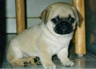 Funny Wallpaper HD Cute Pug Puppies