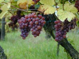 The Red Grapes Wallpaper Desktop