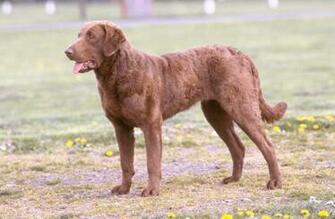 Bay Retriever Dog Photo And Wallpaper Beautiful Cute Chesapeake
