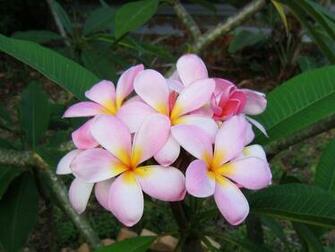 Pink Plumeria Frangipani Temple Tree