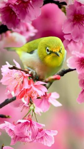 Lovely Japanese White Eye Bird iPhone Wallpaper