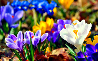 Nature Crocus HD Wallpaper