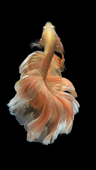 iPhone Fish Wallpaper