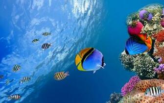 Gratis 5d Aquarium Wallpaper Hidup