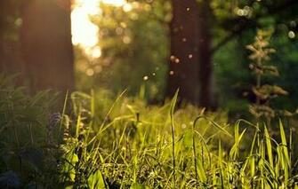 Spring Forest Floor By Younghappy